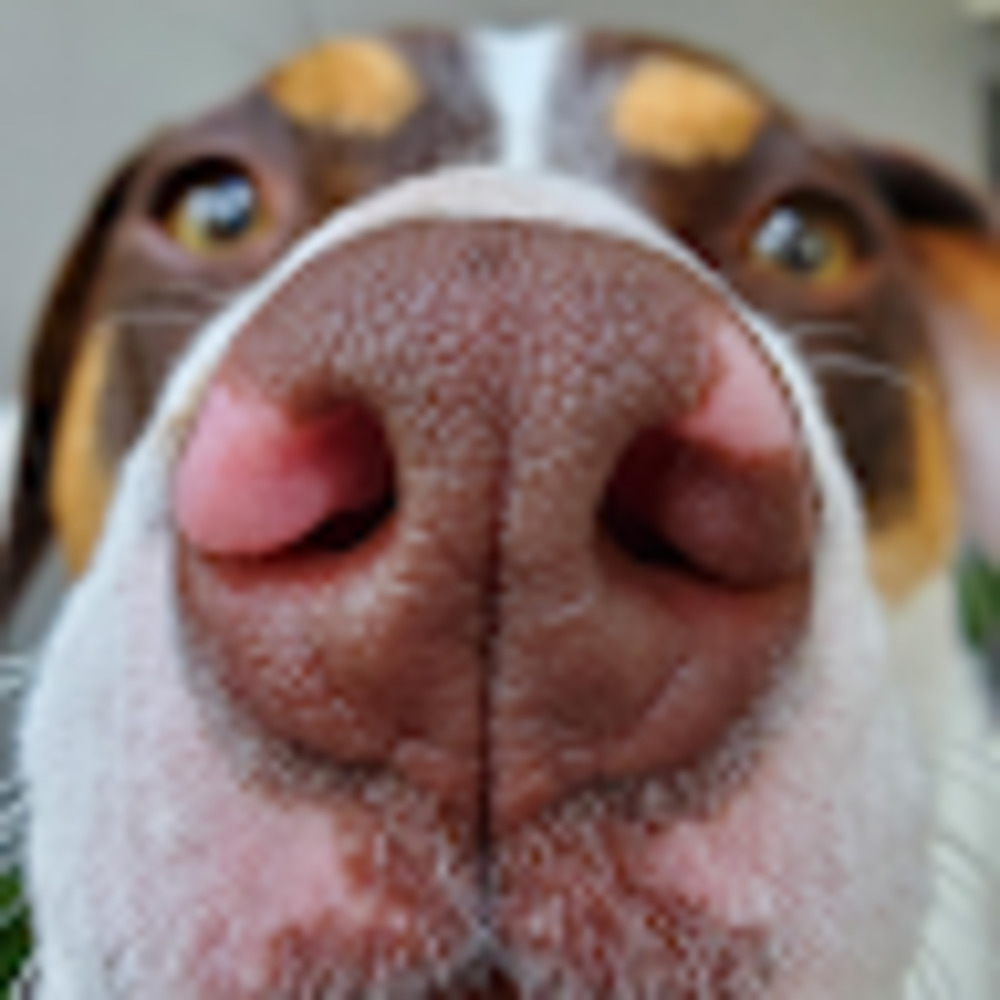 Meet your Posher, Kristine